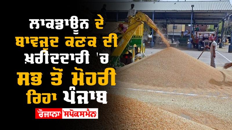 Wheat procurement despite lockdown is higher than last year punjab leads Wheat procurement despite lockdown is higher than last year punjab leads