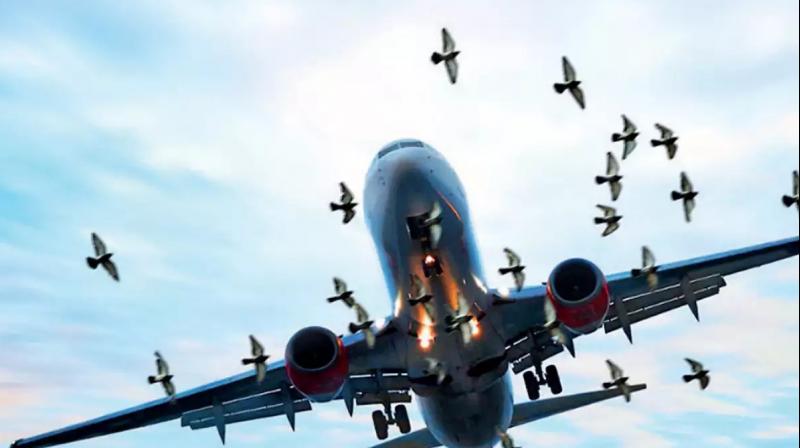 bird strikes increases in 2021