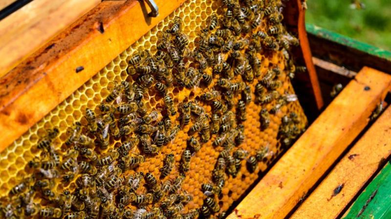 Horticulture and forestry cropping farmers adopt honey beekeeping profession