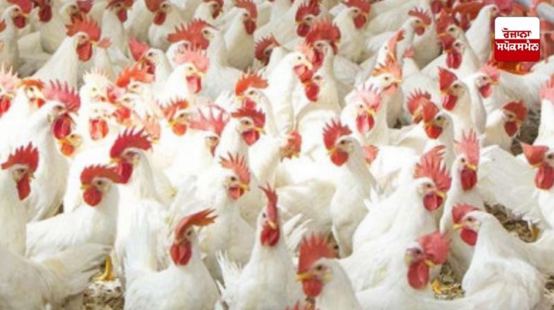 Chicken prices hike due to Ramadan in Pakistan Chicken prices hike due to Ramadan in Pakistan