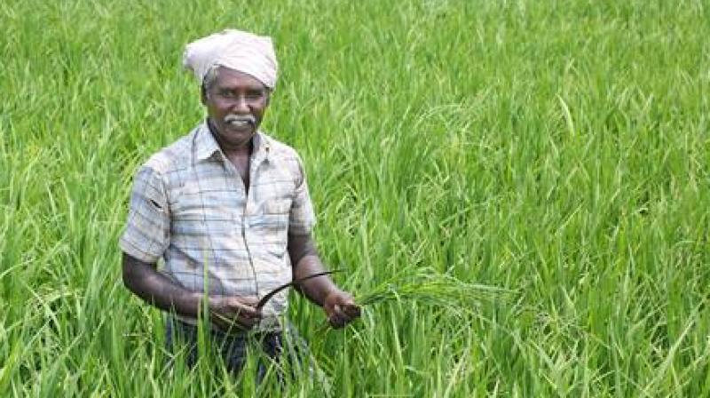 Farmer
