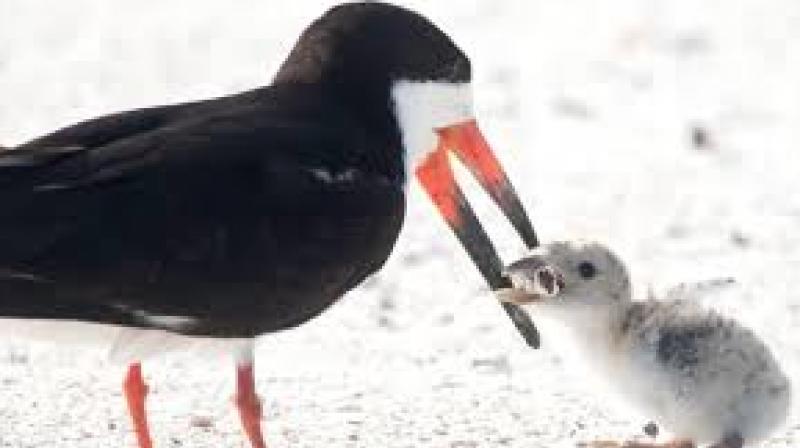 Bird Feeding its Baby a Cigarette Butt