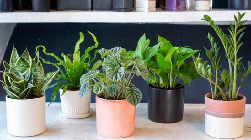 these plants to keep the house fresh