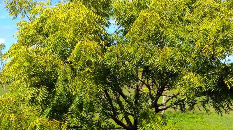 Neem is very useful for Farming News in punjabi Neem is very useful for Farming News in punjabi