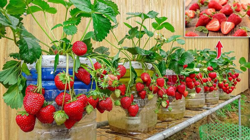 Farmers are doing strawberry cultivation Farming News in punjabi Farmers are doing strawberry cultivation Farming News in punjabi