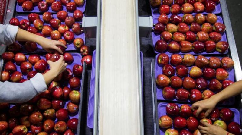Apple Apple