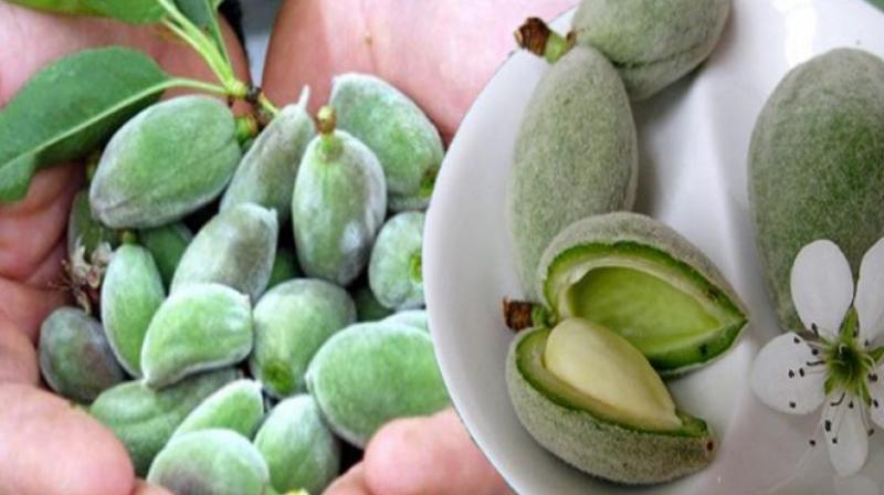 Green almonds Green almonds