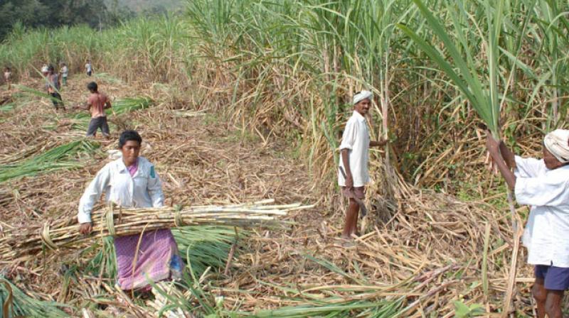 Suger Cane 