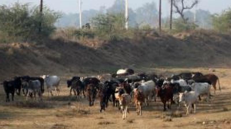 100 Cows Died in Uttar Pradesh