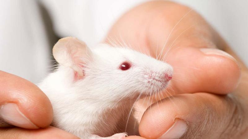 Scientists succeed - mice can also play hide and seek with humans!