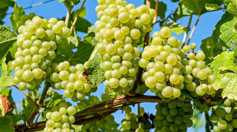 Grapes Grapes