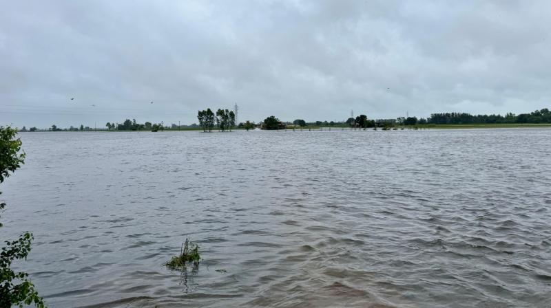 Punjab Flood News in punjabi Punjab Flood News in punjabi