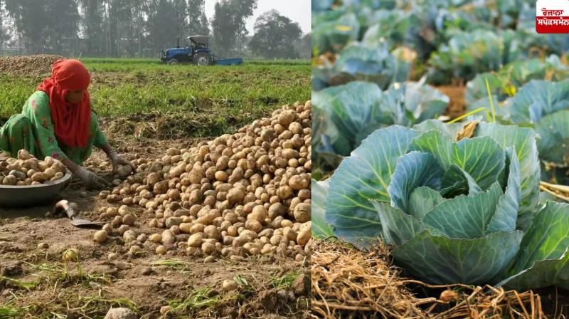 Cabbage and potatoes Farming News Cabbage and potatoes Farming News
