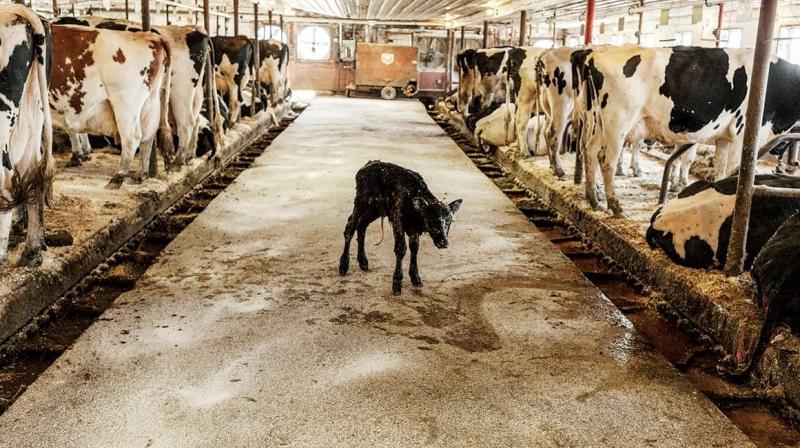 Sewer system of dairies in Ludhiana failed, corporation fined 3.60 crores Sewer system of dairies in Ludhiana failed, corporation fined 3.60 crores