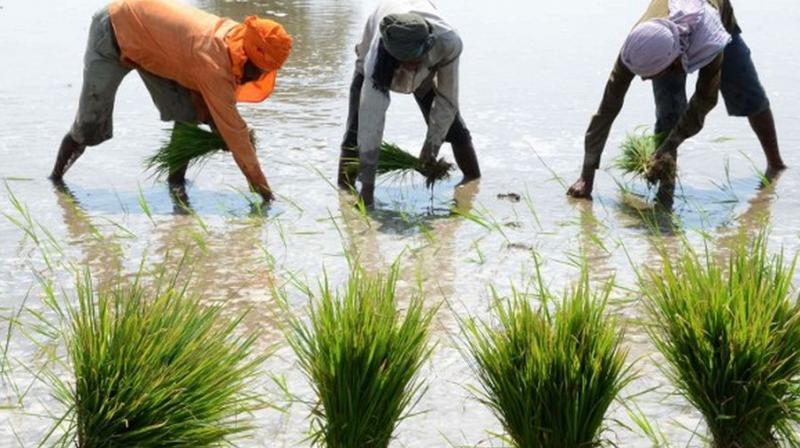 Crops in punjab