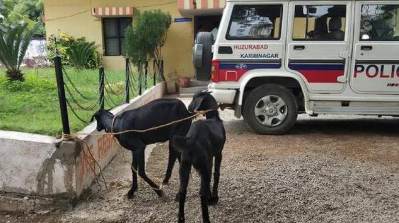 2 goats arrested for grazing on saplings in telangana 2 goats arrested for grazing on saplings in telangana