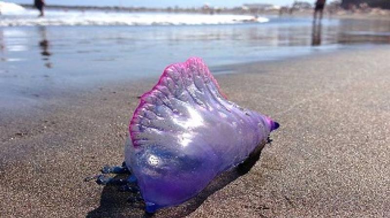 Blue bottle jellyfish cause panic along Mumbai beaches