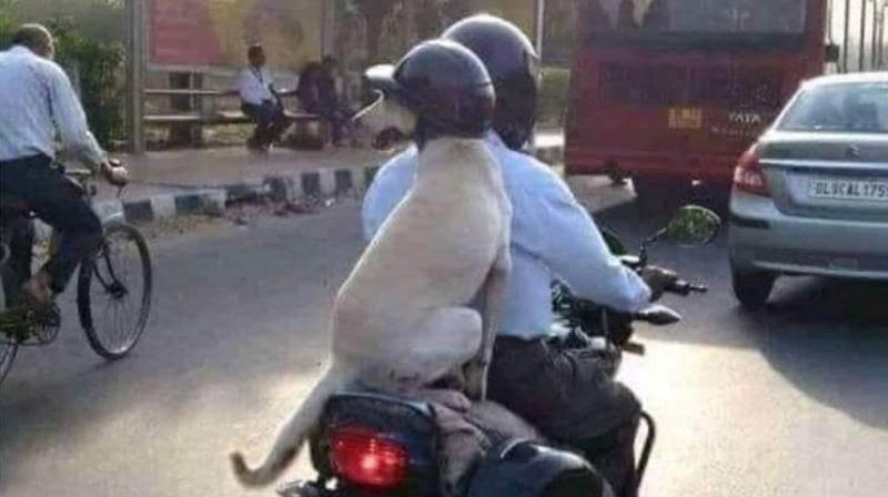 dog wearing helmet