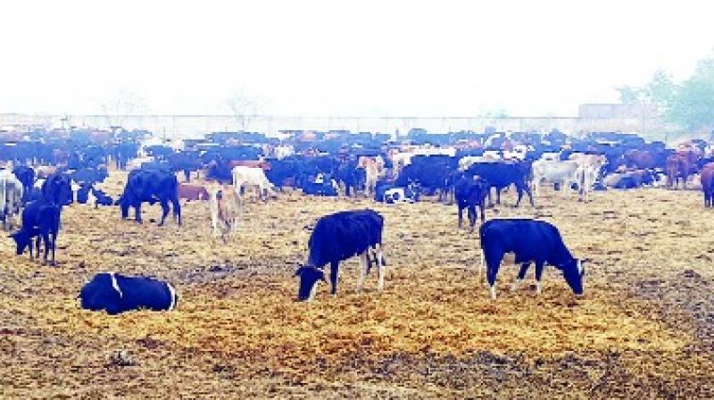 At Babe Nanaki College, the stops were seven thousand cows