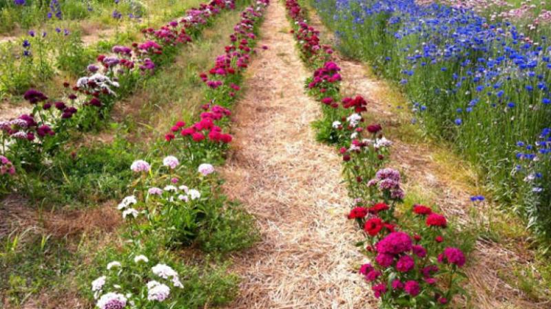 Flower Cultivation Flower Cultivation