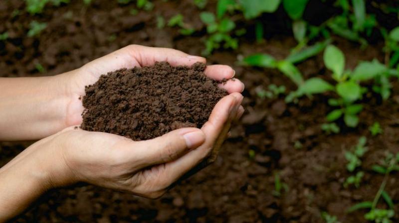 Bacterial fertilizers Bacterial fertilizers