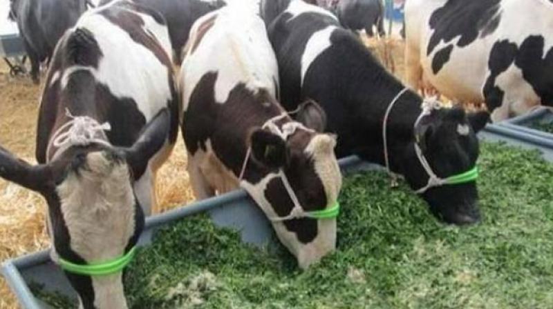 Cows Cows