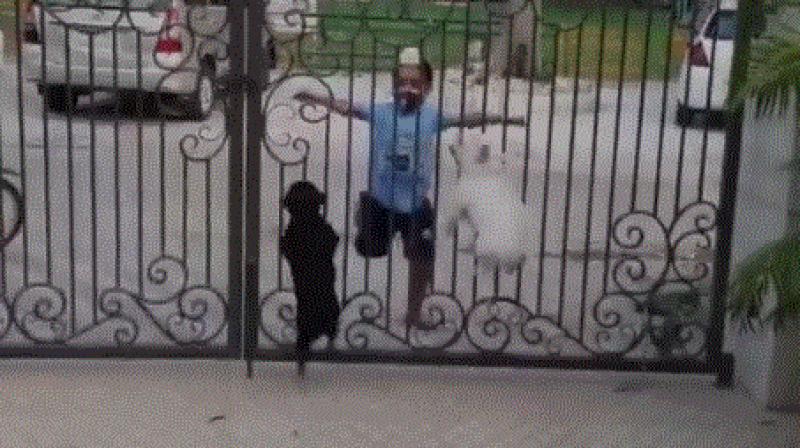 two canines watch sikh boys bhangra two canines watch sikh boys bhangra