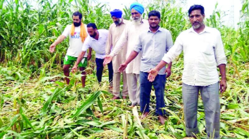 Farmer showing Maize Crop