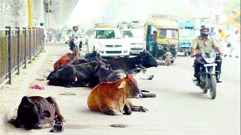 Stray  Cattle