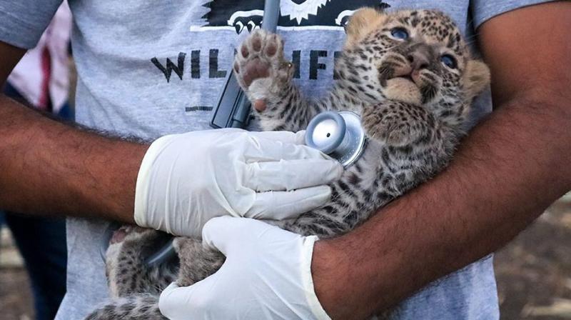 Delhi will get its first wild animal rescue centre in wildlife week next month Delhi will get its first wild animal rescue centre in wildlife week next month