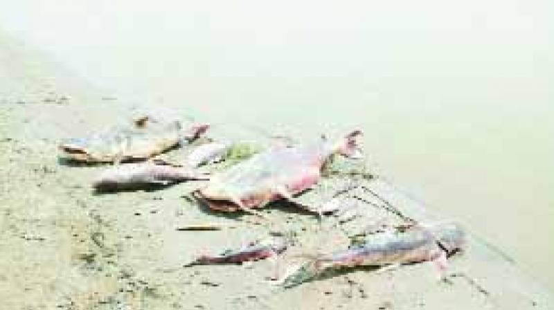 Fishes Died Fishes Died