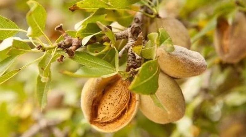 Almonds Cultivate 