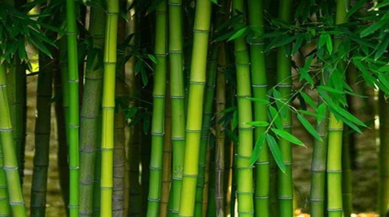 Farmers adopt bamboo cultivation News in punjabi 