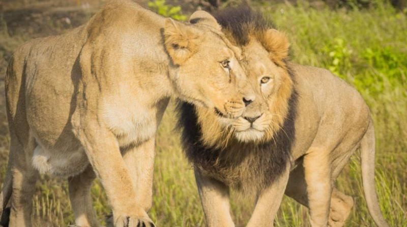 Lion Lion