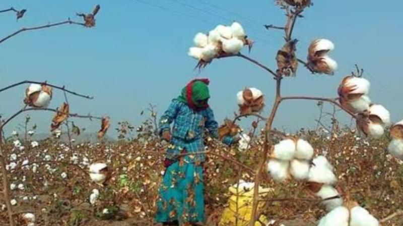 Punjab cotton Production