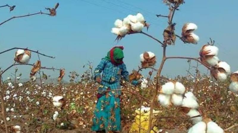 Punjab cotton Production Punjab cotton Production