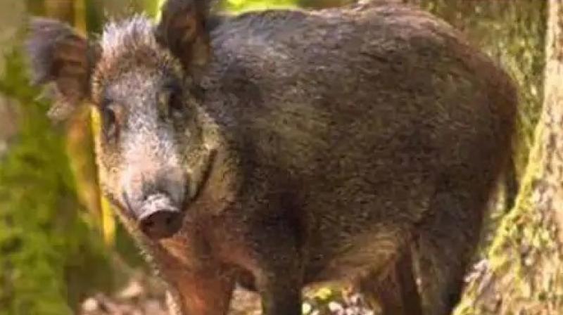 A wild boar entered Ferozepur A wild boar entered Ferozepur