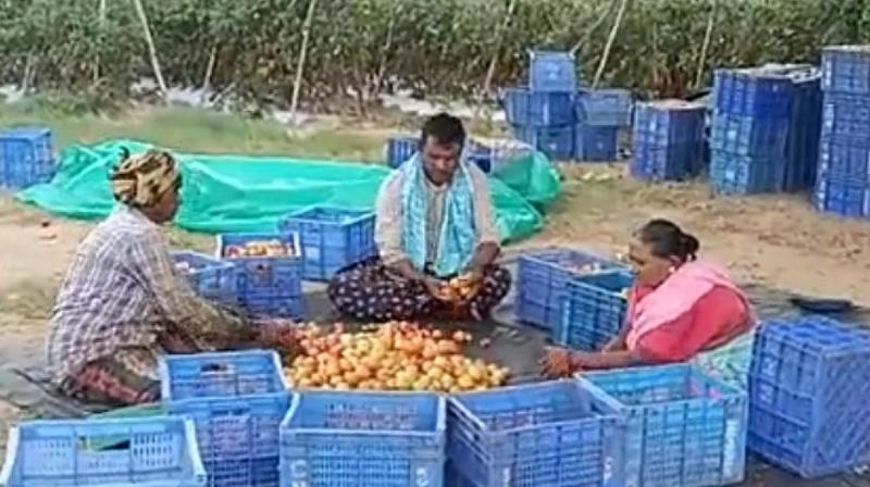  Tomatoes made another farmer a millionaire, paid off a loan of one and a half crore rupees