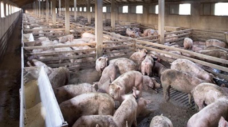 Pig farming Pig farming