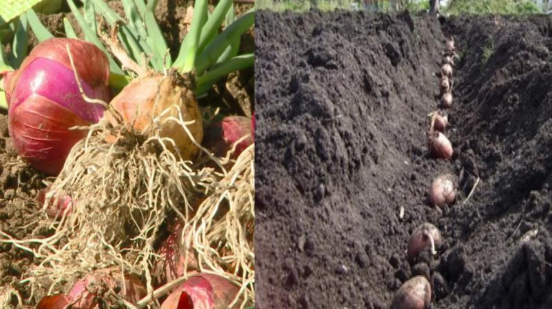 The right time for planting potatoes and planting onions The right time for planting potatoes and planting onions