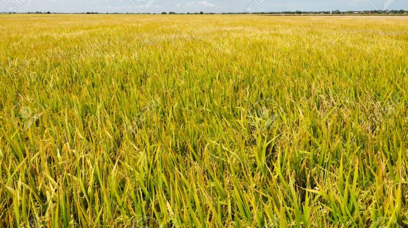 Paddy Field