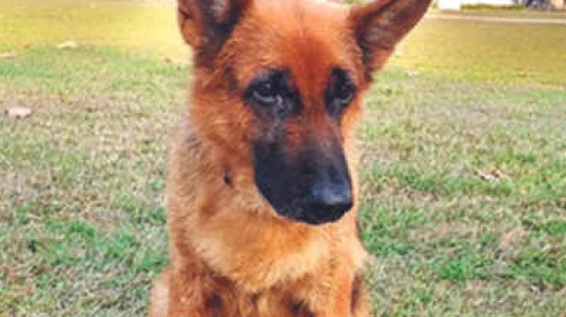 Uttarakhand: Canine Kattie solves murder in seconds, wins ‘best cop award’ Uttarakhand: Canine Kattie solves murder in seconds, wins ‘best cop award’