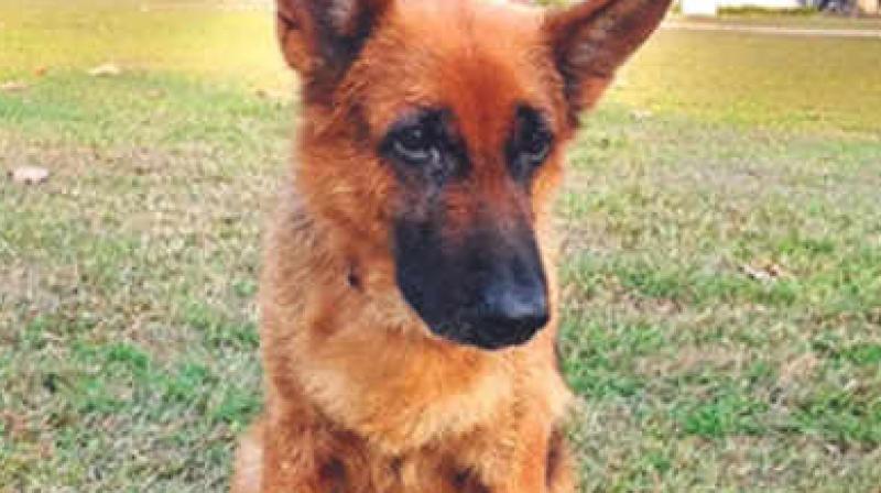 Uttarakhand: Canine Kattie solves murder in seconds, wins ‘best cop award’