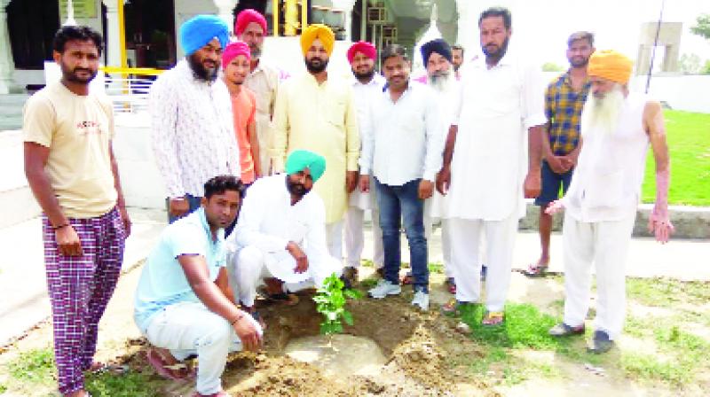 Planted Saplings in Sangla