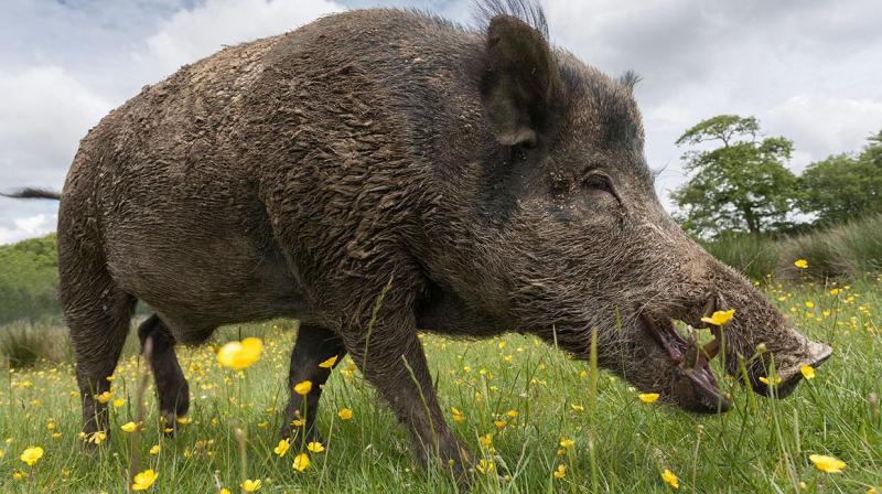 Wild Boar Wild Boar