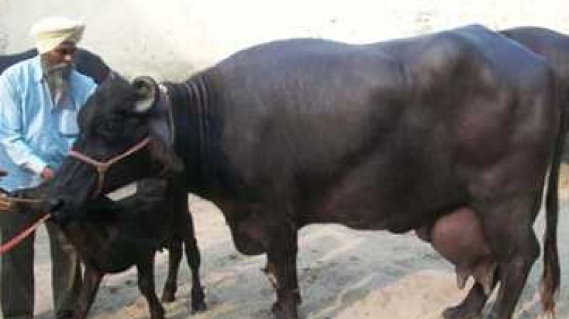 Cow Cow