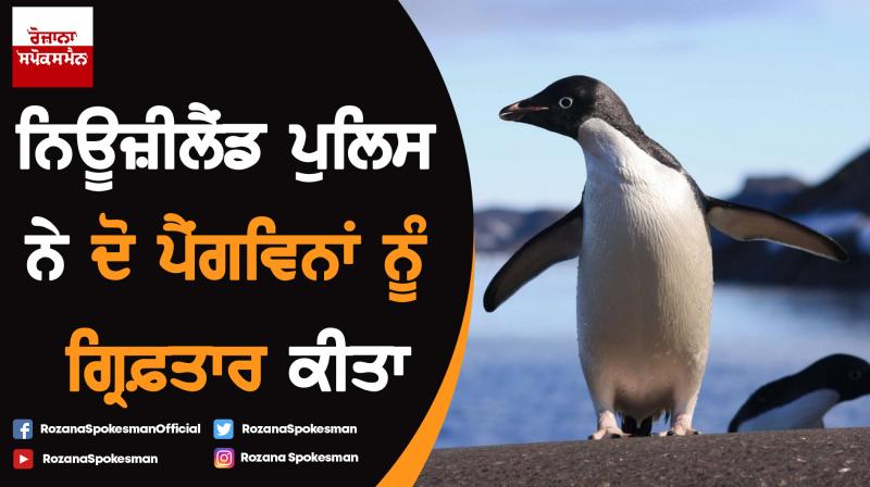 2 tiny penguins ‘arrested’ by New Zealand police 2 tiny penguins ‘arrested’ by New Zealand police