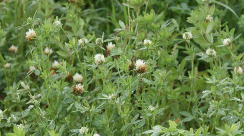 Trifolium alexandrinum Trifolium alexandrinum
