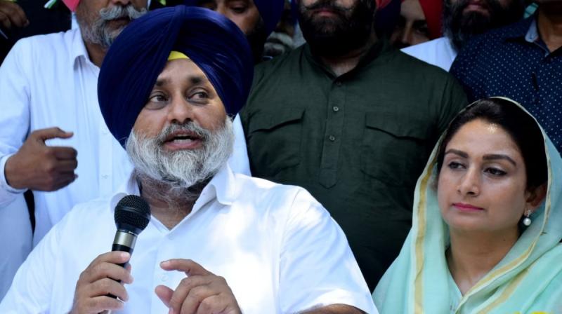 Akali Dal will make one family-one ticket policy Lok Sabha Election news Akali Dal will make one family-one ticket policy Lok Sabha Election news