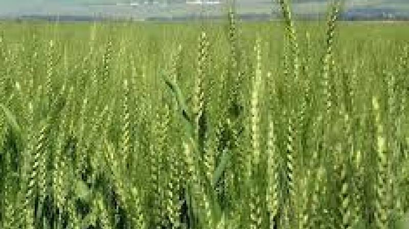 wheat crop wheat crop